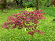 - Acer palmatum 'Lileeanne's Jewel' Japanese Maple - Mr Maple │ Buy Japanese Maple Trees