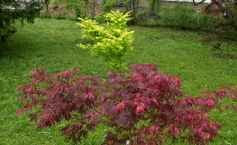 - FOR PICKUP ONLY | Acer palmatum 'Lileeanne's Jewel' Japanese Maple | DOES NOT SHIP - Mr Maple │ Buy Japanese Maple Trees