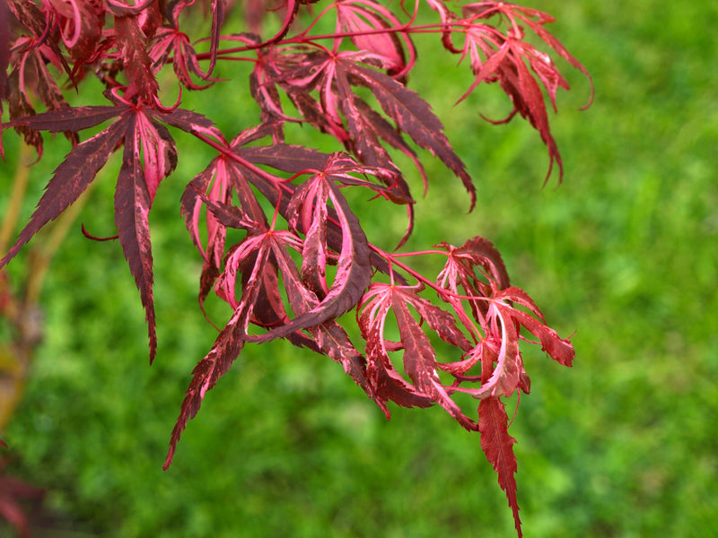 - FOR PICKUP ONLY | Acer palmatum 'Lileeanne's Jewel' Japanese Maple | DOES NOT SHIP - Mr Maple │ Buy Japanese Maple Trees