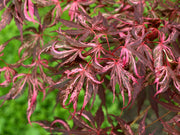 - FOR PICKUP ONLY | Acer palmatum 'Lileeanne's Jewel' Japanese Maple | DOES NOT SHIP - Mr Maple │ Buy Japanese Maple Trees