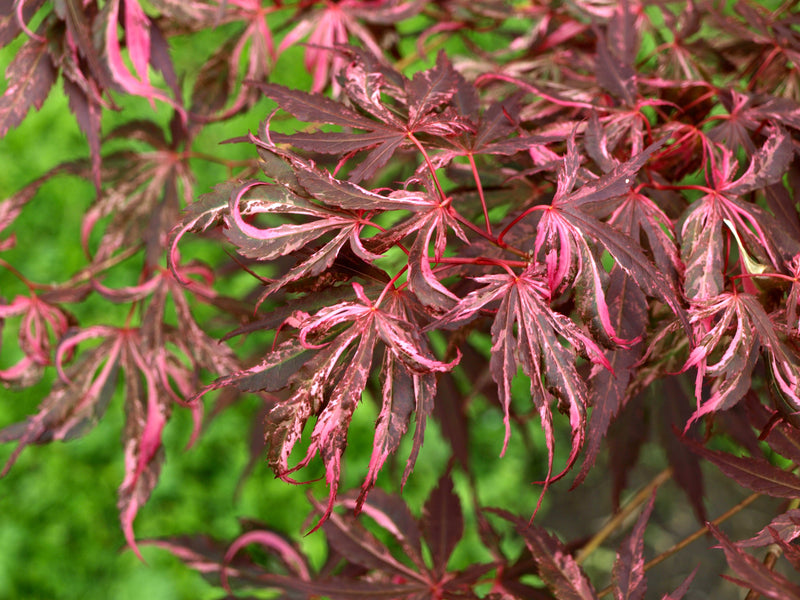 - FOR PICKUP ONLY | Acer palmatum 'Lileeanne's Jewel' Japanese Maple | DOES NOT SHIP - Mr Maple │ Buy Japanese Maple Trees