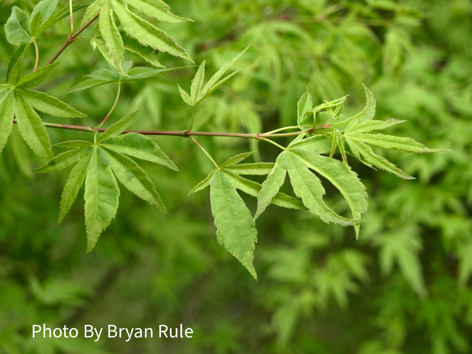 Acer palmatum 'Hoshi kuzu' Variegated Japanese Maple