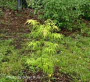 - Acer palmatum 'Yellow Threads' Rare Japanese Maple - Mr Maple │ Buy Japanese Maple Trees