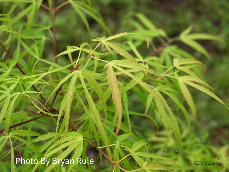 - Acer palmatum 'Yellow Threads' Rare Japanese Maple - Mr Maple │ Buy Japanese Maple Trees