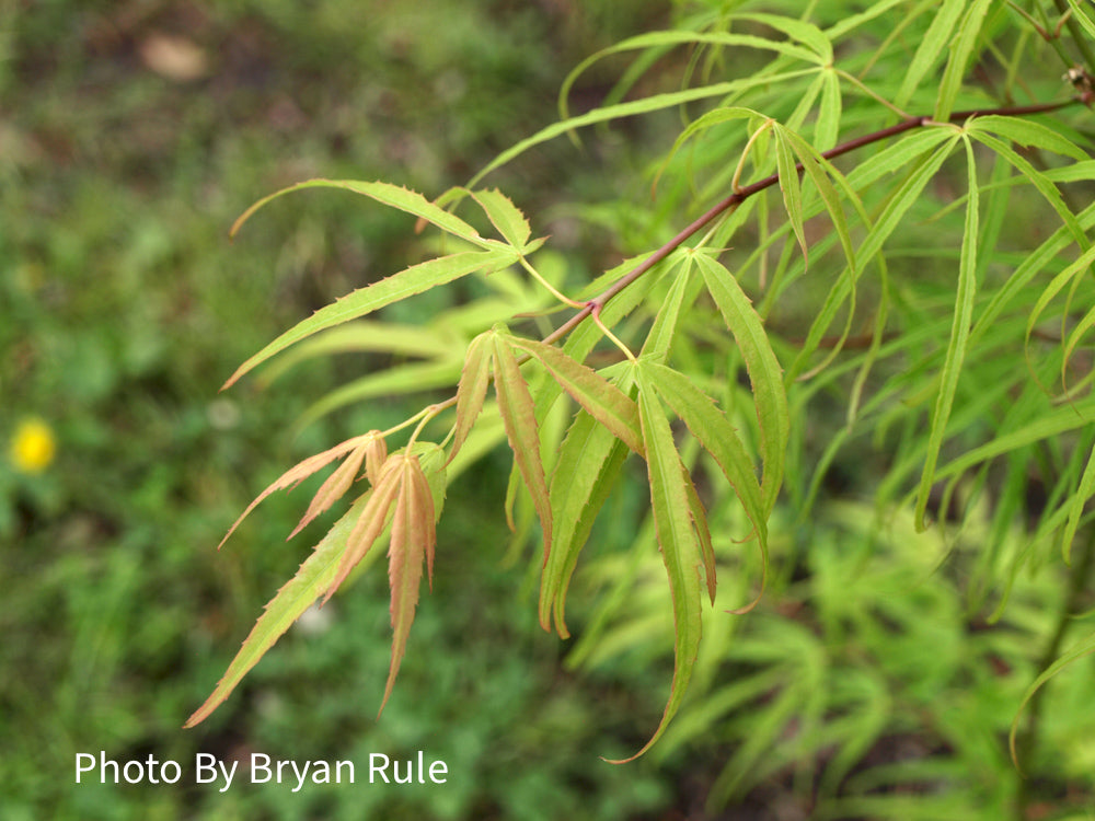 Maple様お取り置き 11/4まで Buy Acer palmatum 'Lemon Lime Lace' Japanese Maple — Mr Maple