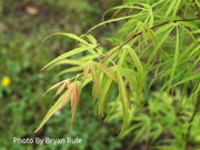 - Acer palmatum 'Yellow Threads' Rare Japanese Maple - Mr Maple │ Buy Japanese Maple Trees