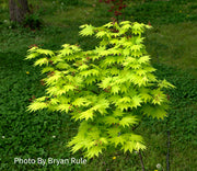 - Acer shirasawanum 'Jordan' Golden Full Moon Japanese Maple - Mr Maple │ Buy Japanese Maple Trees