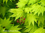 - Acer shirasawanum 'Jordan' Golden Full Moon Japanese Maple - Mr Maple │ Buy Japanese Maple Trees