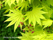 - Acer shirasawanum 'Jordan' Golden Full Moon Japanese Maple - Mr Maple │ Buy Japanese Maple Trees