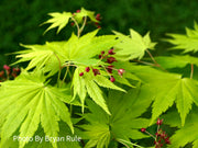 - Acer shirasawanum 'Jordan' Golden Full Moon Japanese Maple - Mr Maple │ Buy Japanese Maple Trees