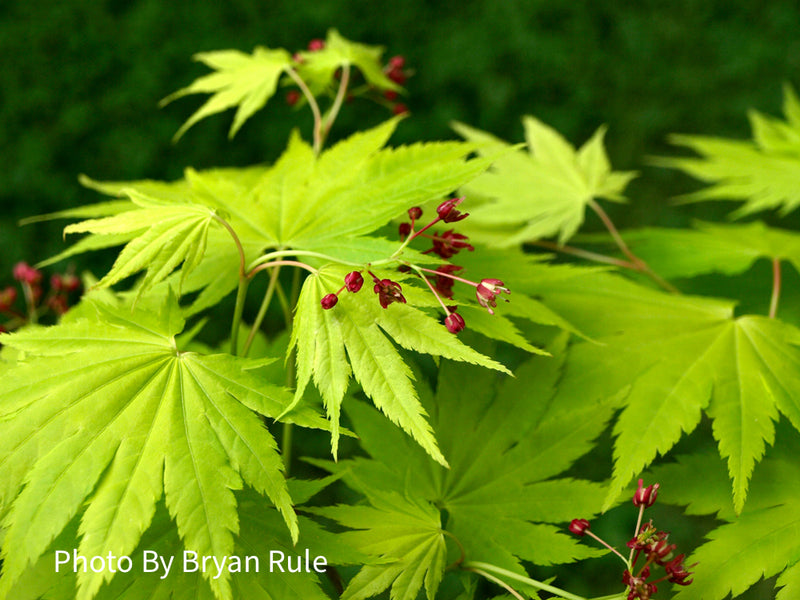 - Acer shirasawanum 'Jordan' Golden Full Moon Japanese Maple - Mr Maple │ Buy Japanese Maple Trees