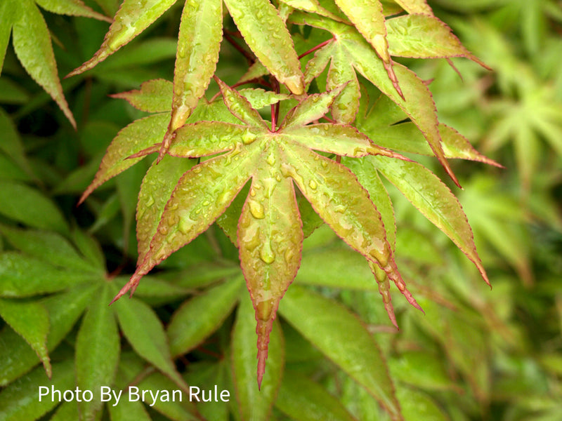 - Acer palmatum 'Osakazuki' Japanese Maple - Mr Maple │ Buy Japanese Maple Trees