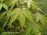 - Acer palmatum 'Osakazuki' Japanese Maple - Mr Maple │ Buy Japanese Maple Trees