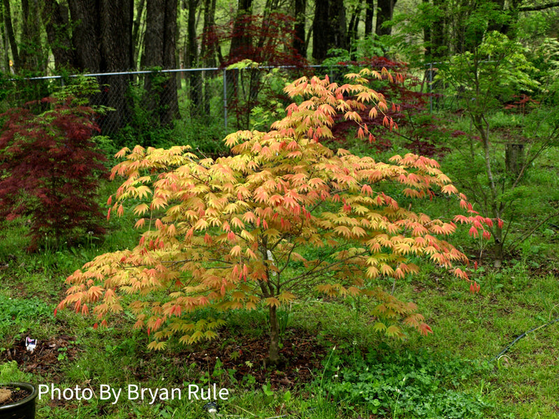 - Acer shirasawanum 'Moonrise™' Full Moon Japanese Maple - Mr Maple │ Buy Japanese Maple Trees
