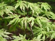 - Acer palmatum 'Ukigumo' Floating Clouds Japanese Maple - Mr Maple │ Buy Japanese Maple Trees