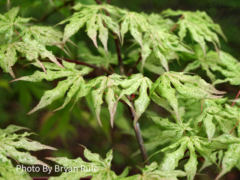 - Acer palmatum 'Ukigumo' Floating Clouds Japanese Maple - Mr Maple │ Buy Japanese Maple Trees
