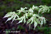 - Acer palmatum 'Ukigumo' Floating Clouds Japanese Maple - Mr Maple │ Buy Japanese Maple Trees