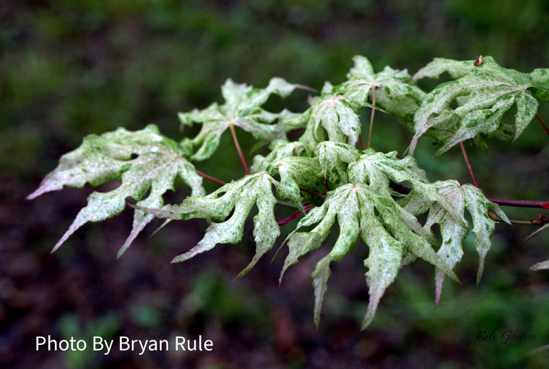 - Acer palmatum 'Ukigumo' Floating Clouds Japanese Maple - Mr Maple │ Buy Japanese Maple Trees