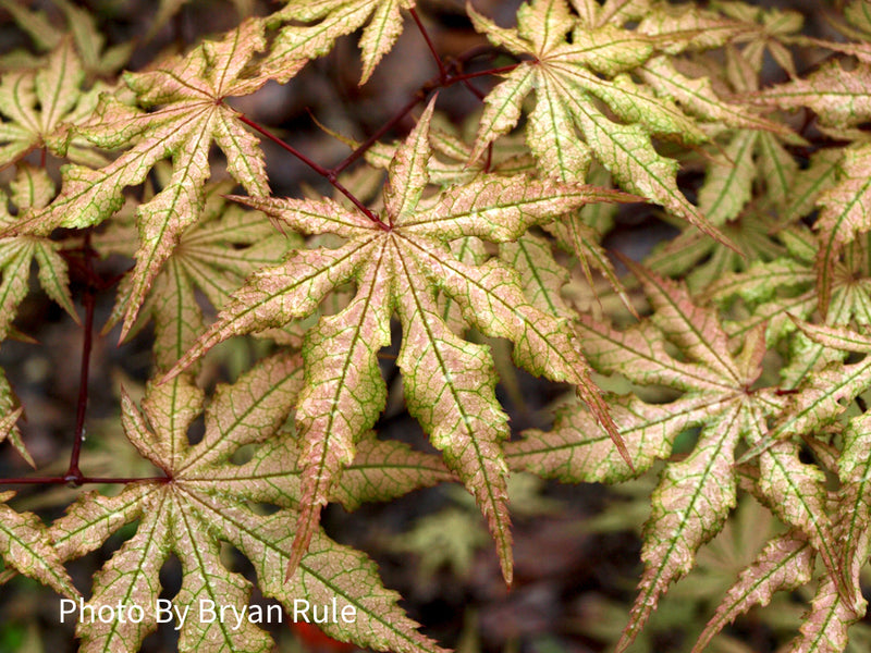 - Acer palmatum 'Amber Ghost' Japanese Maple - Mr Maple │ Buy Japanese Maple Trees