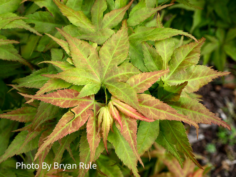 - Acer palmatum 'Japanese Princess' Dwarf Japanese Maple - Mr Maple │ Buy Japanese Maple Trees