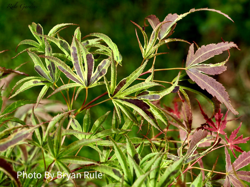 - Acer palmatum 'Manyo no sato' Japanese Maple - Mr Maple │ Buy Japanese Maple Trees