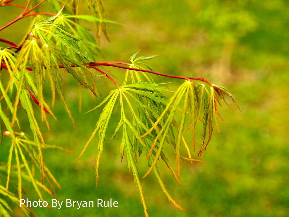 Acer palmatum 'Autumn Fire' Weeping Japanese Maple