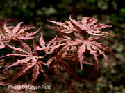 - FOR PICKUP ONLY | Acer palmatum 'Purple Ghost' Japanese Maple | DOES NOT SHIP - Mr Maple │ Buy Japanese Maple Trees