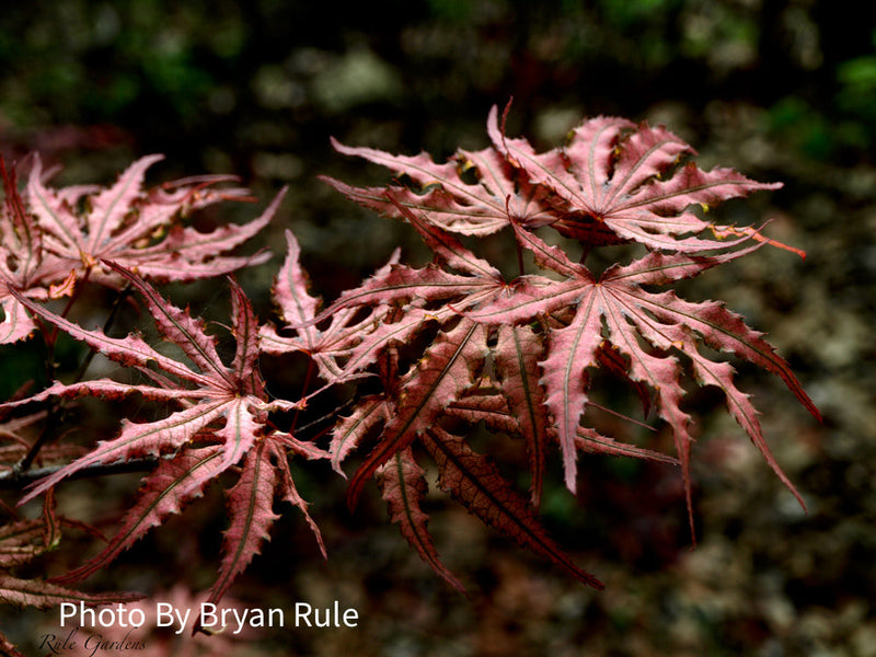 - FOR PICKUP ONLY | Acer palmatum 'Purple Ghost' Japanese Maple | DOES NOT SHIP - Mr Maple │ Buy Japanese Maple Trees