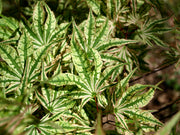 - Acer palmatum 'Ikandi' Japanese Maple - Mr Maple │ Buy Japanese Maple Trees