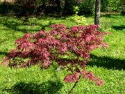 - FOR PICKUP ONLY | Acer palmatum 'Lileeanne's Jewel' Japanese Maple | DOES NOT SHIP - Mr Maple │ Buy Japanese Maple Trees