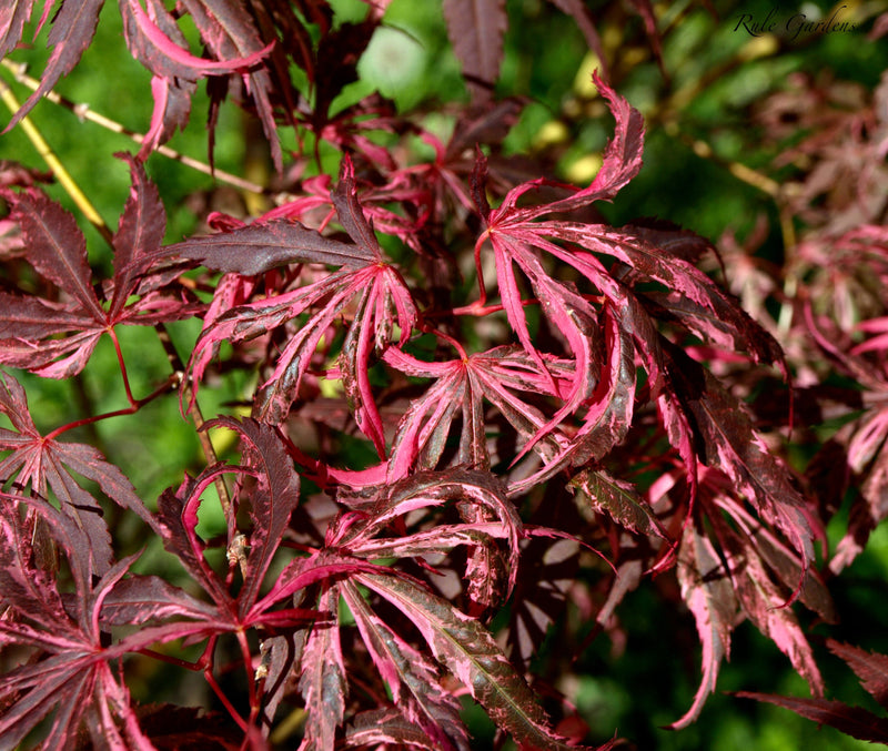 - FOR PICKUP ONLY | Acer palmatum 'Lileeanne's Jewel' Japanese Maple | DOES NOT SHIP - Mr Maple │ Buy Japanese Maple Trees