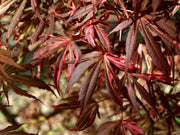 - Acer palmatum 'Lileeanne's Jewel' Japanese Maple - Mr Maple │ Buy Japanese Maple Trees