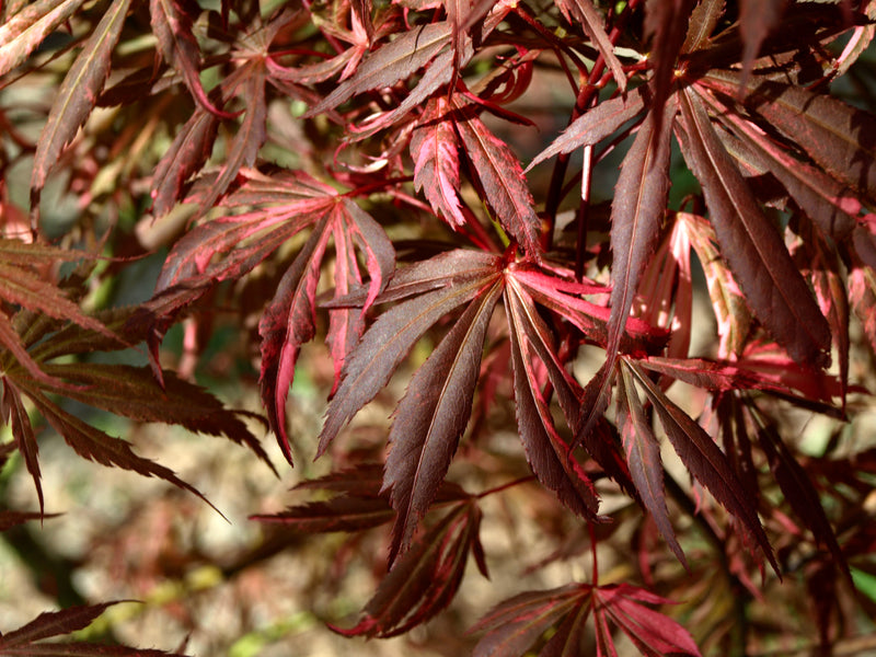 - Acer palmatum 'Lileeanne's Jewel' Japanese Maple - Mr Maple │ Buy Japanese Maple Trees