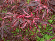 - FOR PICKUP ONLY | Acer palmatum 'Lileeanne's Jewel' Japanese Maple | DOES NOT SHIP - Mr Maple │ Buy Japanese Maple Trees
