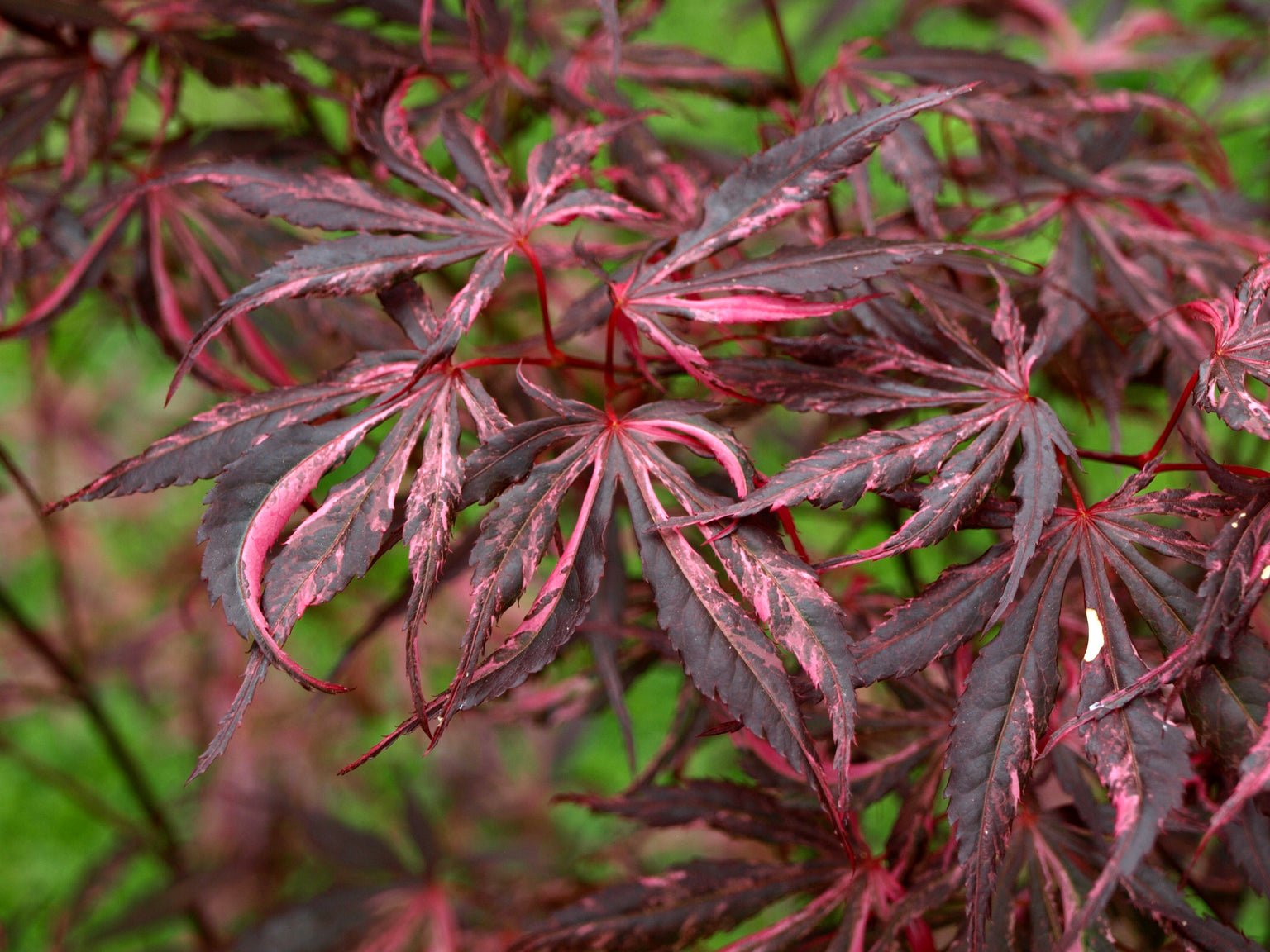 Buy Japanese Maples - MrMaple — Mr Maple │ Buy Japanese Maple Trees