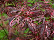 - FOR PICKUP ONLY | Acer palmatum 'Lileeanne's Jewel' Japanese Maple | DOES NOT SHIP - Mr Maple │ Buy Japanese Maple Trees