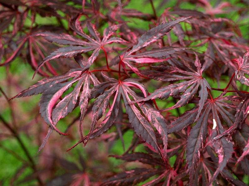 - FOR PICKUP ONLY | Acer palmatum 'Lileeanne's Jewel' Japanese Maple | DOES NOT SHIP - Mr Maple │ Buy Japanese Maple Trees