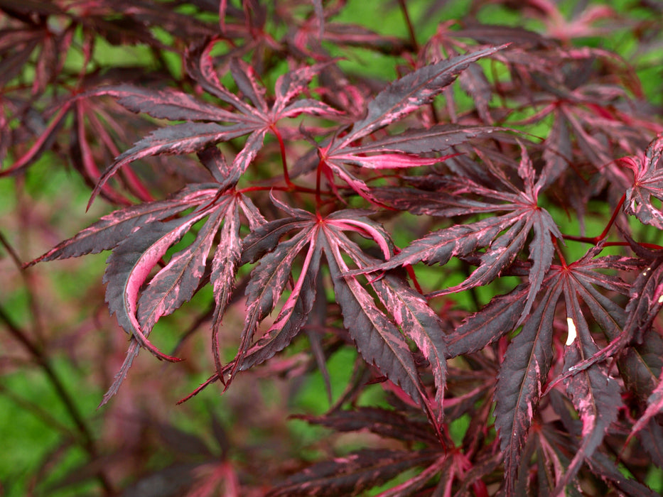 FOR PICKUP ONLY | Acer palmatum 'Lileeanne's Jewel' Japanese Maple | DOES NOT SHIP