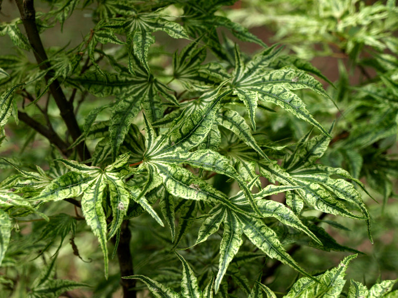 - Acer palmatum 'Ikandi' Japanese Maple - Mr Maple │ Buy Japanese Maple Trees
