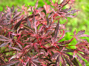 - FOR PICKUP ONLY | Acer palmatum 'Lileeanne's Jewel' Japanese Maple | DOES NOT SHIP - Mr Maple │ Buy Japanese Maple Trees