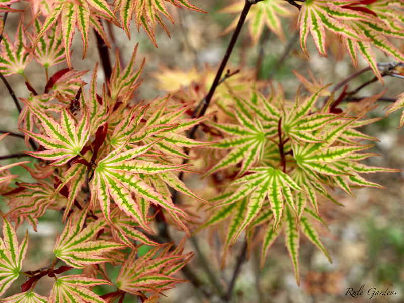 - Acer palmatum 'Ikandi' Japanese Maple - Mr Maple │ Buy Japanese Maple Trees