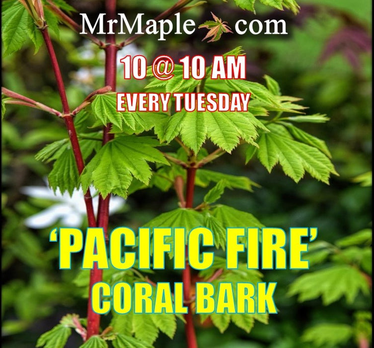Acer circinatum 'Pacific Fire' Coral Bark Japanese Maple