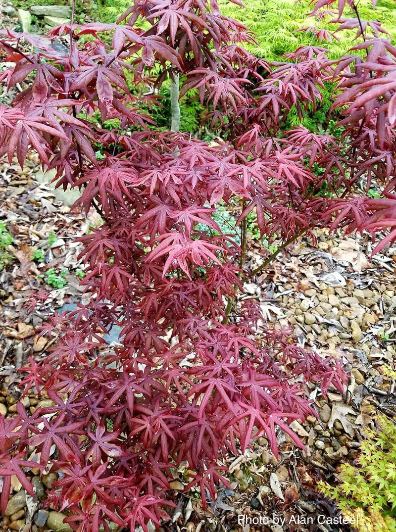 - Acer palmatum 'Peve Starfish' Japanese Maple - Mr Maple │ Buy Japanese Maple Trees