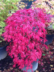 - FOR PICK UP ONLY | Acer palmatum 'Orangeola' Japanese Maple | DOES NOT SHIP - Mr Maple │ Buy Japanese Maple Trees