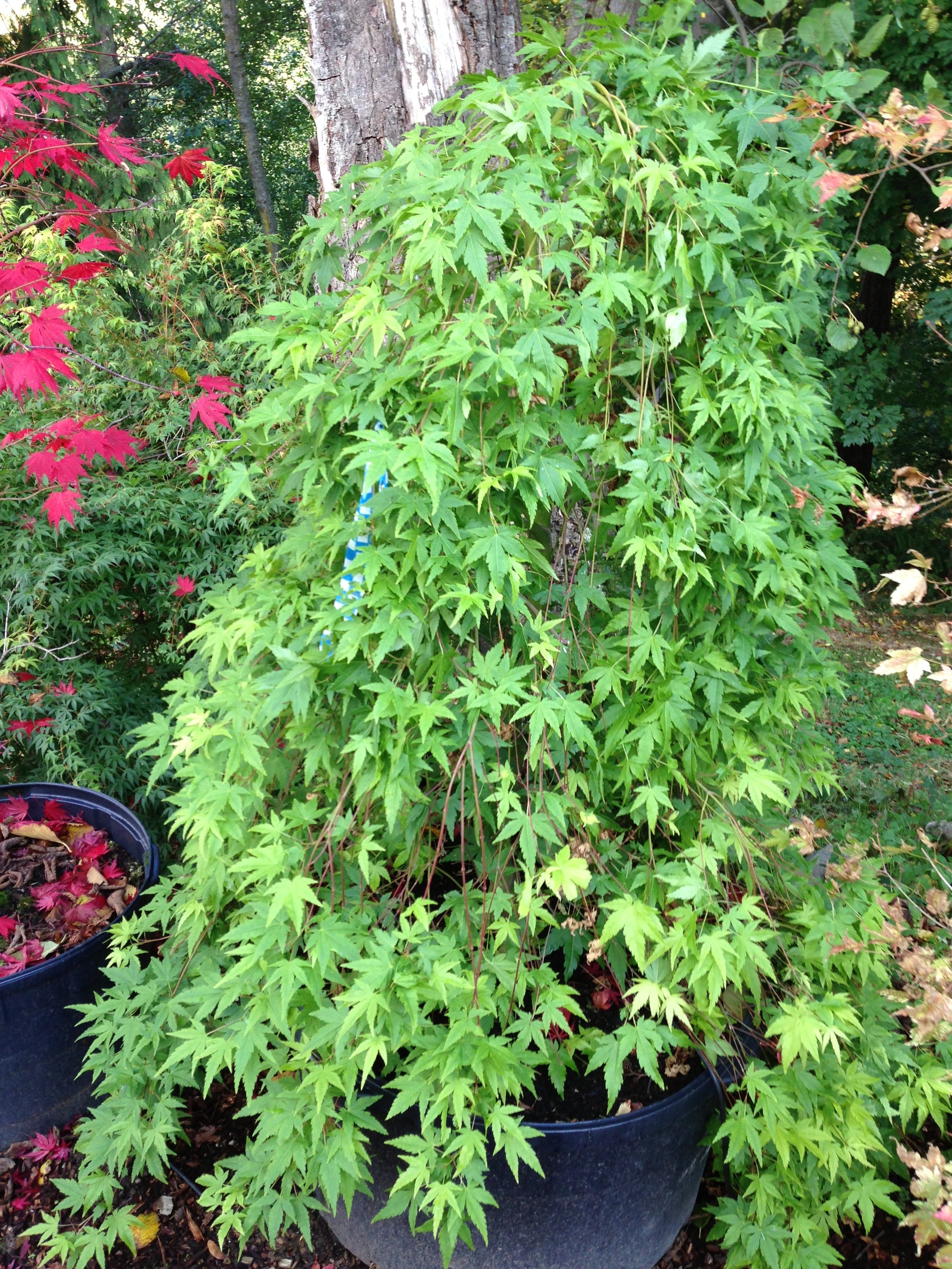 Buy Acer palmatum 'Ryusen' Japanese Maple — Mr Maple │ Buy Japanese