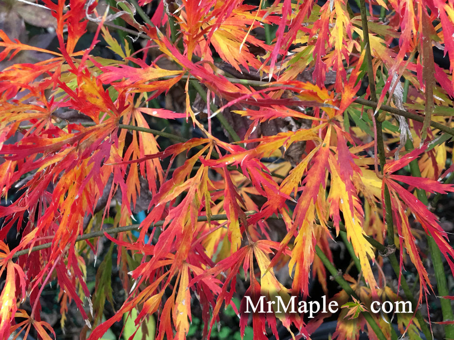 Acer palmatum 'Liberty Bell' Laceleaf Japanese Maple