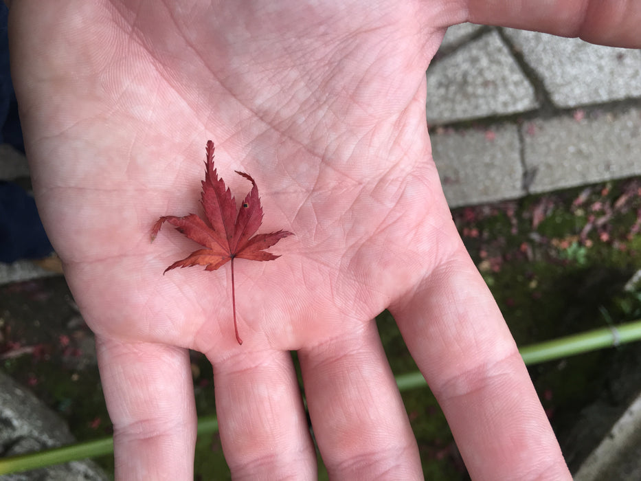 Acer palmatum from Jojakko-ji Temple Small Leaf Japanese Maple