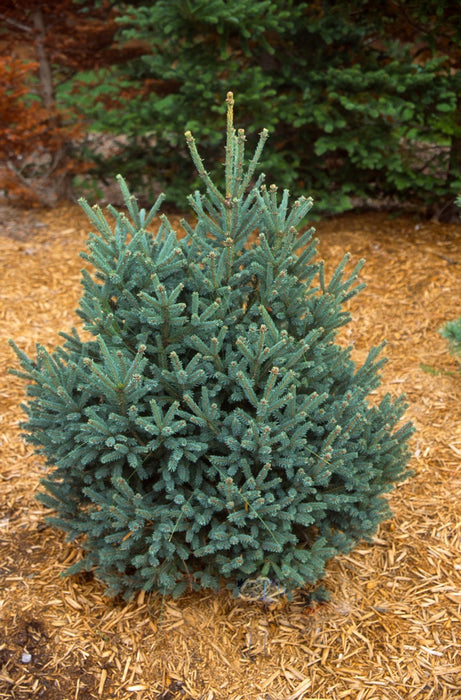 Picea glauca 'Blue Tear Drop' White Spruce