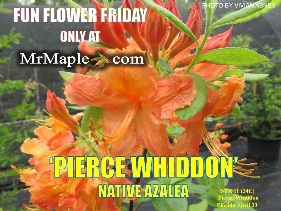 Azalea 'Pierce Whiddon' Orange Native Azalea