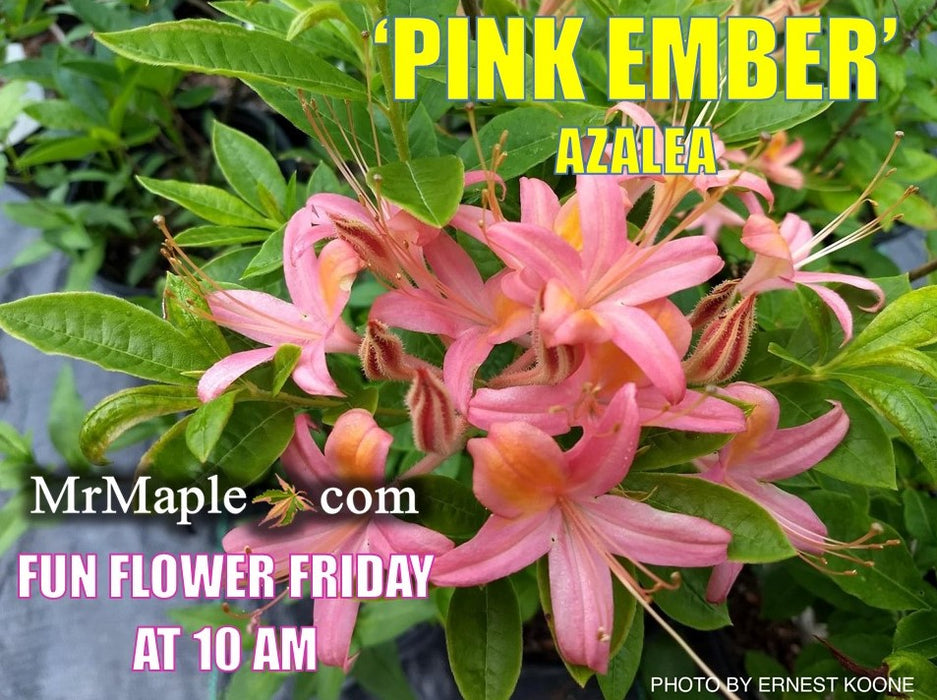 Azalea ‘Pink Ember’ Pink Native Azalea